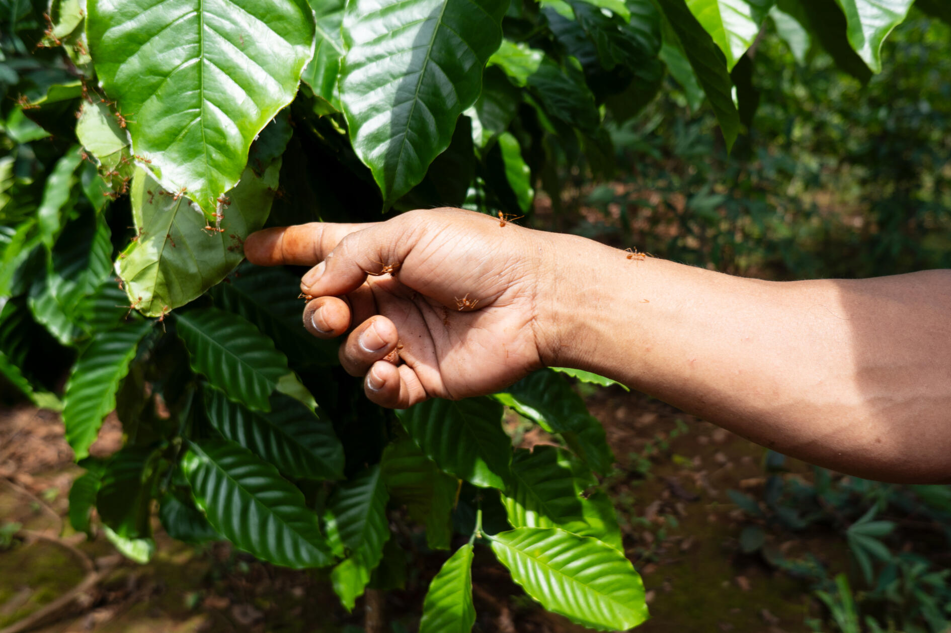 A coffee grower holds a branch crawling with ants at a plantation in Bachiangchaleunsook, Laos.